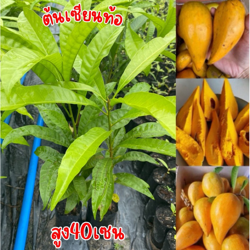 ต้นเซียนท้อ ต้นสูง50เซน ชุด2ต้น100บาท พร้อมส่งครับ