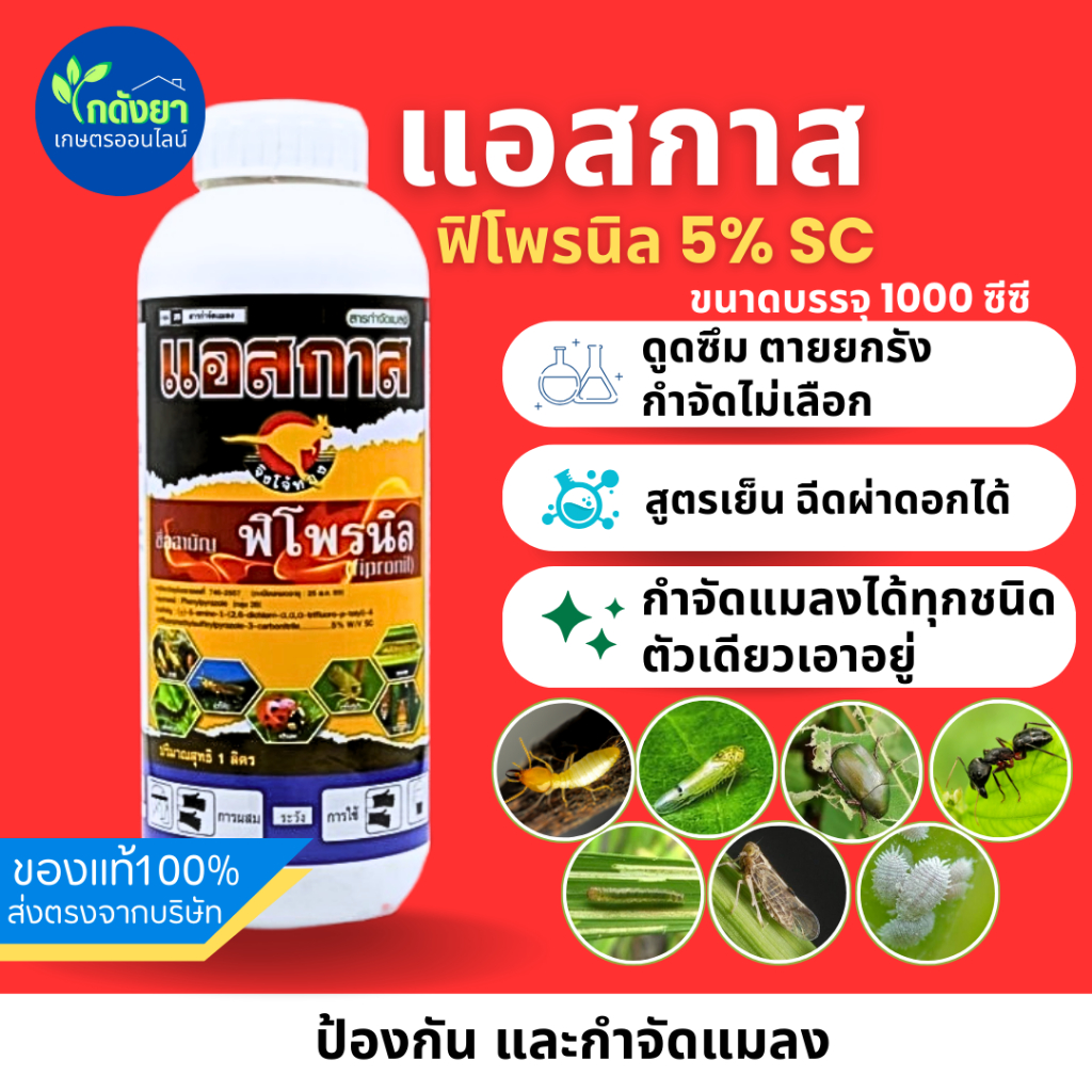 ฟิโพรนิล!! แอสกาส จิงโจ้ทอง กำจัดแมลง ดูดซึม ตายยกรัง สูตรเย็น ใช้ได้กับทุกพืช ไม่กระทบดอก