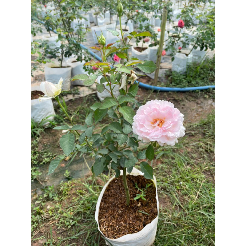 กุหลาบ Martha rose (มาร์ธา) กลิ่นหอมแรง