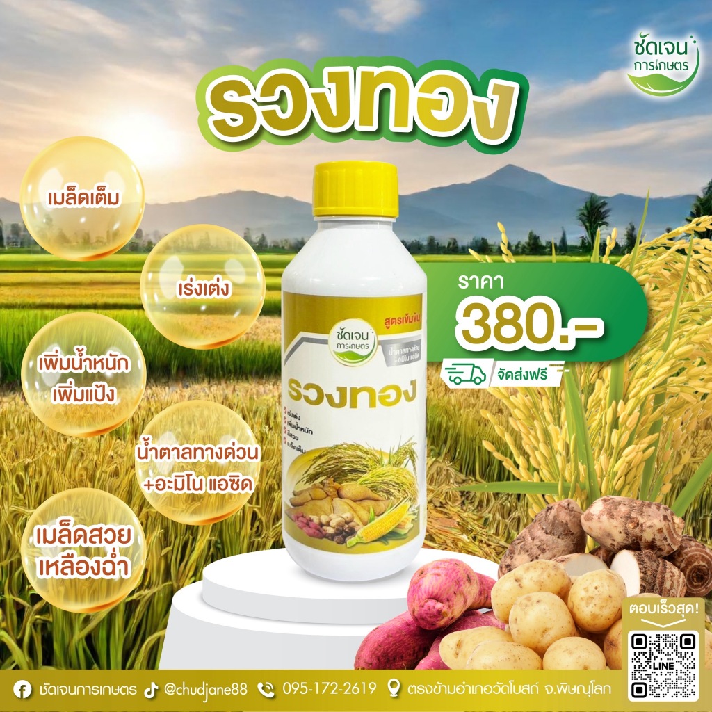 รวงทอง เพิ่มน้ำหนัก เร่งเต่งสีฉ่ำเมล็ดสวย ขนาด1 ลิตร 15ไร่ ชัดเจนการเกษตร