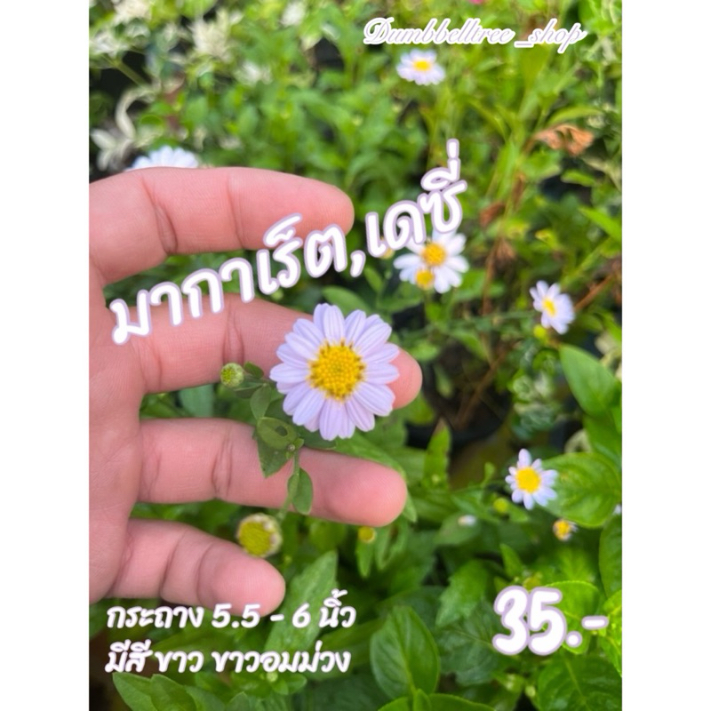 มากาเร็ต เดซี่ กระถาง 6 นิ้ว ไม้ดอกอายุหลายปี | แสงแดด: แสงแดดเต็มวัน ชอบอากาศเย็น น้ำ: ปานกลาง