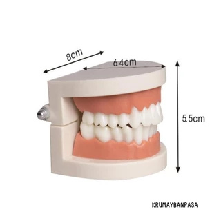 ของเล่นฟันปลอม โมเดลฟัน ฟันจำลอง เพื่อการเรียนรู้ การสาธิต สำหรับเด็กปฐมวัย