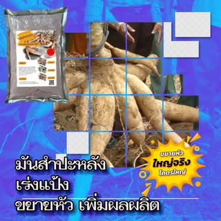 ปุ๋ยเร่งแป้งขยายหัวโตไวมันสำปะหลัง ทำให้หัวมันสำปะหลังโตไวมีขนาดใหญ่ขึ้น ช่วยเพิ่มผลผลิต
