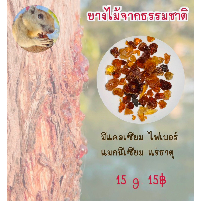 ยางไม้ แทะลับฟัน สำหรับชูการ์ กระรอก และสัตว์ฟันแทะ