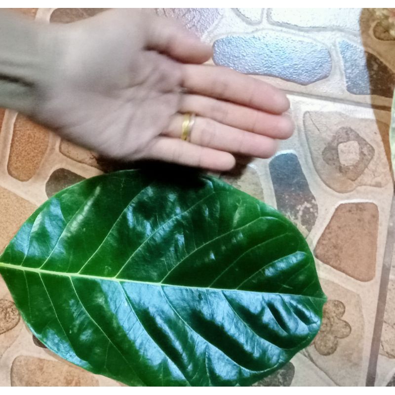 ใบขนุนสด 50 ใบ37บาท ปลอดสารพิษ