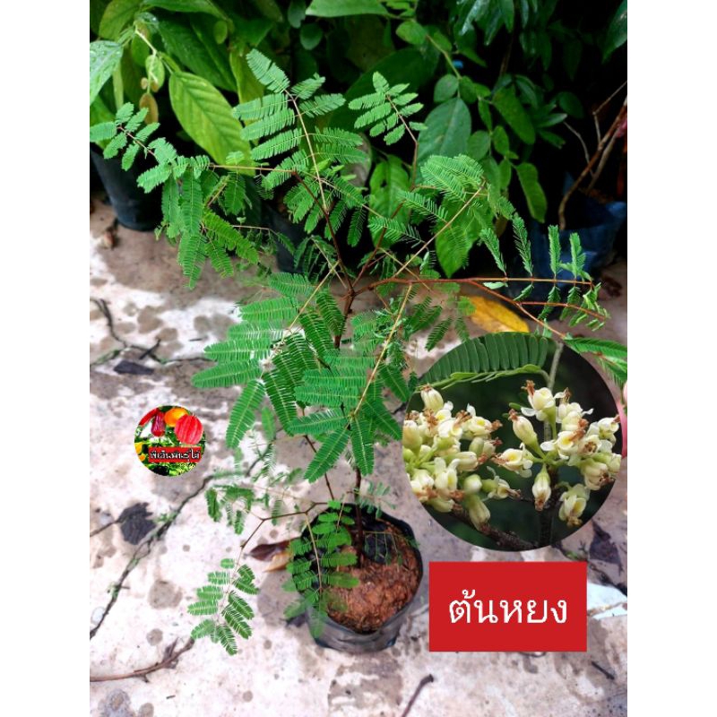 ต้นตันหยง ตันหยง ไม้ให้ร่มเงา