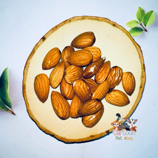 เมล็ดอัลมอนด์ 25 g. ใช้แทะลับฟัน สำหรับชูการ์ กระรอก