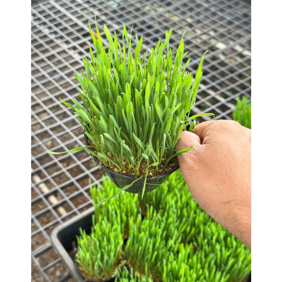 มุมมอง 3