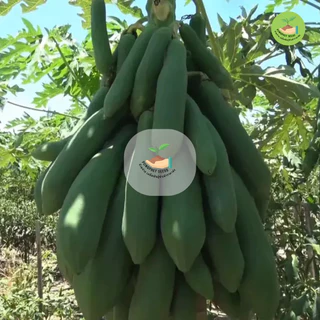 9 บาท เมล็ดมะละกอแขกนวลดำเนินเตี้ย บรรจุ 20 เมล็ด