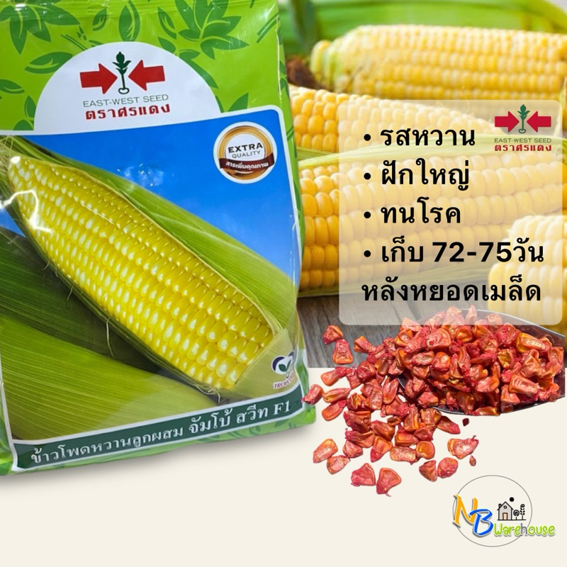 (100-500g) แบ่งขาย เมล็ดข้าวโพดหวาน จัมโบ้สวีท F1 ข้าวโพดหวาน ตราศรแดง ฝักใหญ่ รสหวาน 0058