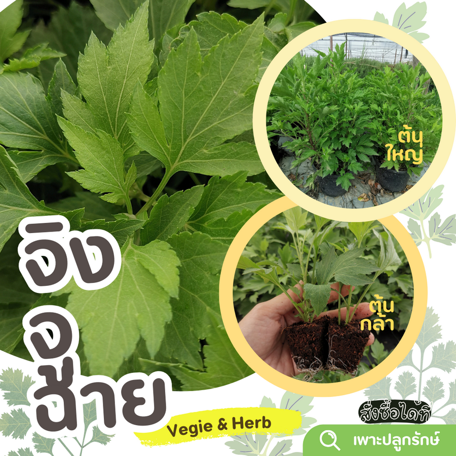 ต้นจิงจูฉ่าย (White mugwort) H19 พุ่มแน่น ต้นแข็งแรง #ผักสวนครัว #สมุนไพรไทย