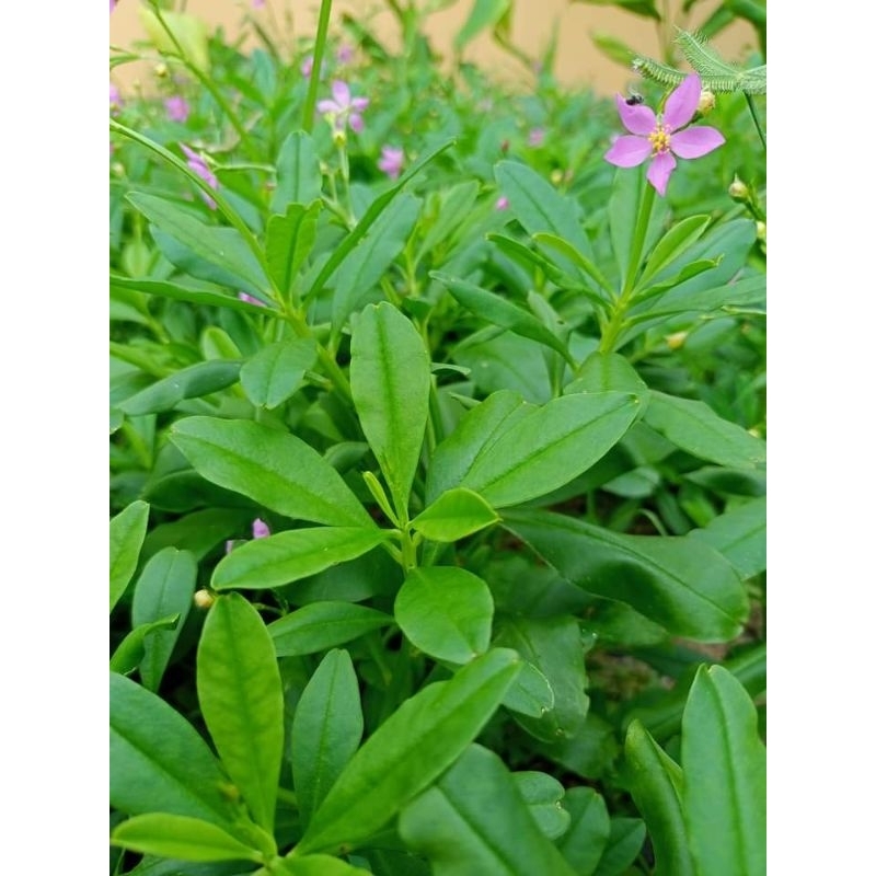 โสมไทย#ต้นโสมไทย#ว่านผักปัง#ใบสดโสมไทย#ต้นเล็กโสมไทย#เมล็ดพันธ์โสมไทย - รูปที่ 3