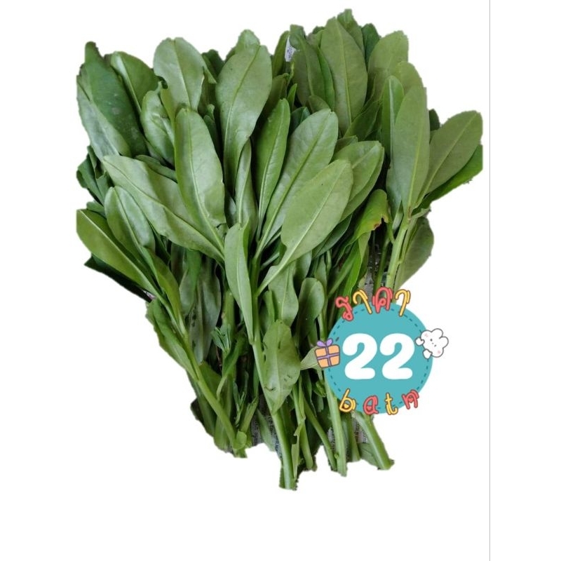 โสมไทย#ต้นโสมไทย#ว่านผักปัง#ใบสดโสมไทย#ต้นเล็กโสมไทย#เมล็ดพันธ์โสมไทย - รูปที่ 4