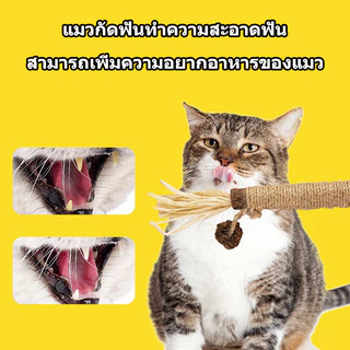 ไม้แมวเมา อันใหญ่ ไม้ขัดฟันแมว มาทาบิ ไม้มาทาทาบิ ของเล่นแมว ลดคราบหินปูน กัญชาแมว ขนาดเหมาะกับแมวมากที่สุด