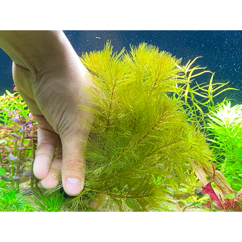 ต้นไม้น้ำ ขนนกแดง Myriophyllum Matogrossense Red ราคา ถูกที่สุด ดีลบีเคเค แกลเลอรีภาพที่ 7