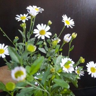 มากาเร็ต ดอกขาวอมม่วง ส่งพร้อมกระถาง5.5