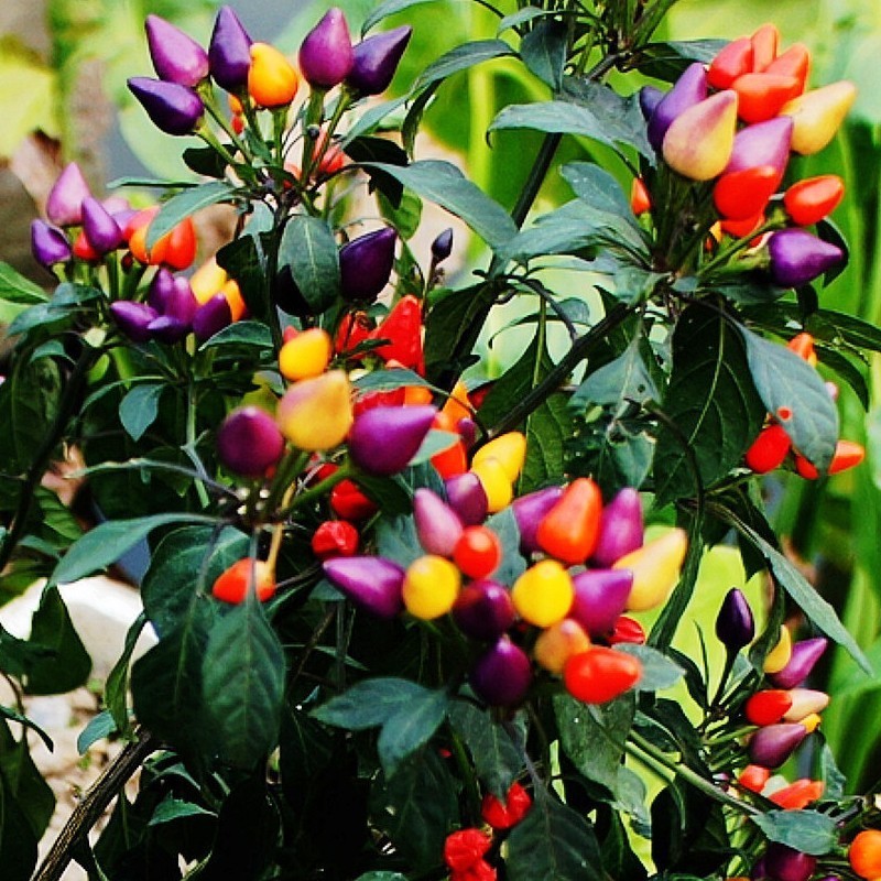 100 เมล็ด เมล็ดพันธุ์ พริกสีรุ้ง พริก 7 สี โตไว พุ่มใหญ่ปลูกประดับสวยมาก พริกประดับ สีสวย - รูปที่ 2