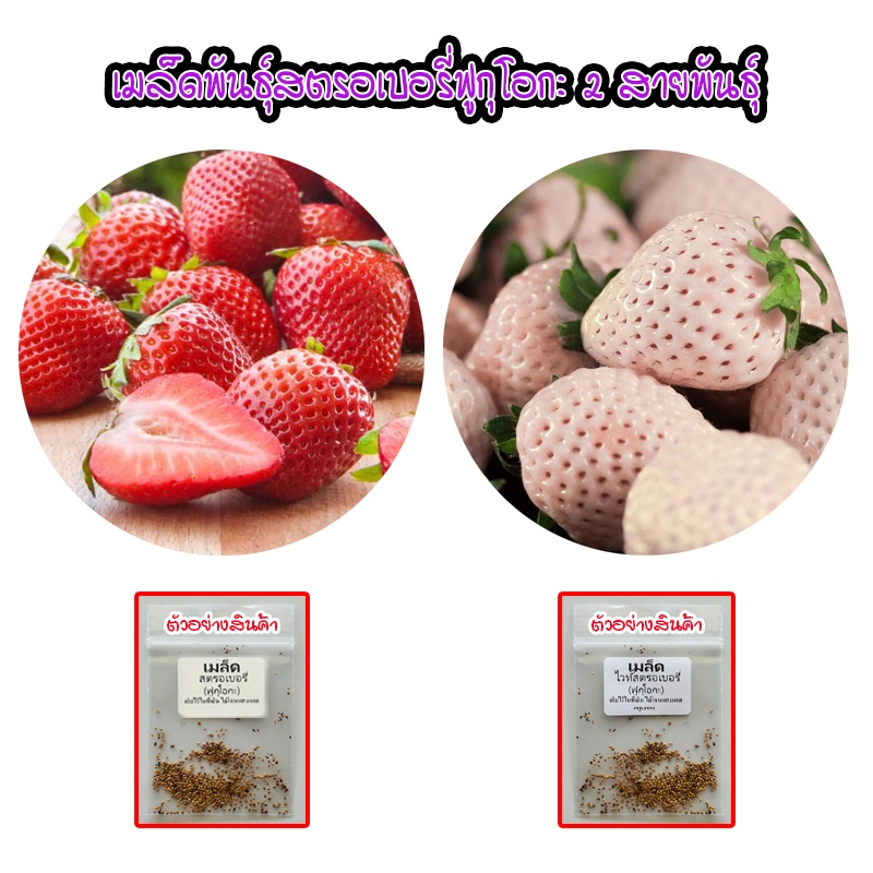 ไวท์และเรดสตรอเบอรี่ ฟูกุโอกะ 20-50 เมล็ด สายพันธุ์คุณภาพ หวานกรอบ [ซื้อ 10 แถม 1 คละได้]