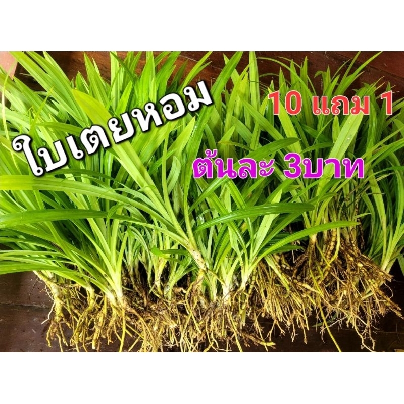 《พร้อมส่ง》ต้นใบเตยหอม ใบเตยหอม สำหรับเพาะปลูกและใช้งาน 10ต้น แถม1ต้น ขั้นต่ำ10ต้น