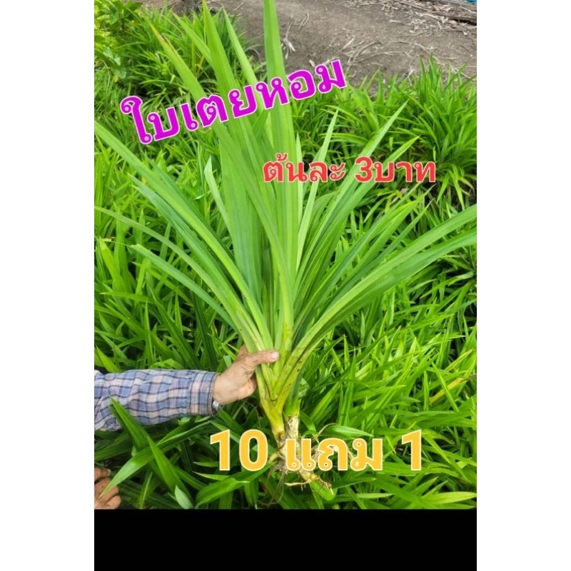 《พร้อมส่ง》ต้นใบเตยหอม สำหรับเพาะปลูกและสำหรับใช้งาน 10ต้นแถม1ต้น