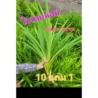 《พร้อมส่ง》ต้นใบเตยหอม สำหรับเพาะปลูกและสำหรับใช้งาน 10ต้นแถม1ต้น
