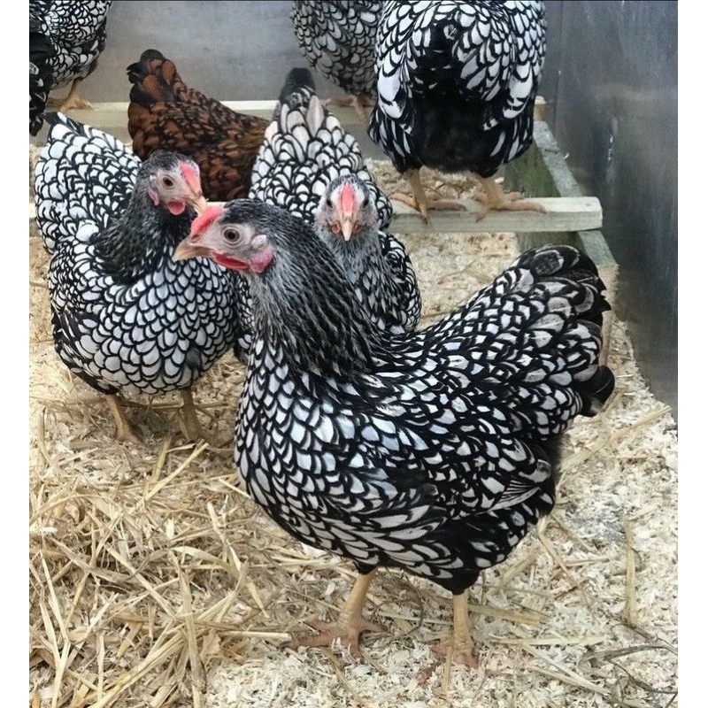 ไข่เชื้อไก่ไข่วายดอตต์​ จากประเทศ​อเมริกา​ ไก่ไข่สวยงามและไก่ไข่​ สวยๆเลยครับ