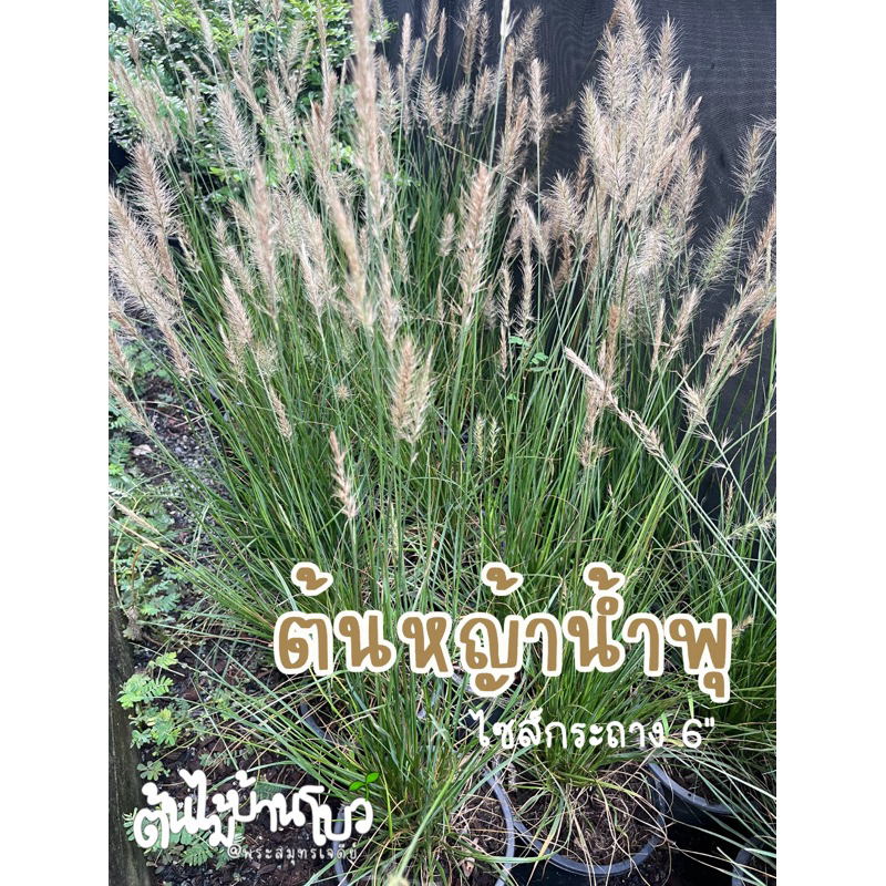 ต้นหญ้าน้ำพุ ไซส์กระถาง 5" , 10" ไม้ประดับสวนทนแดด