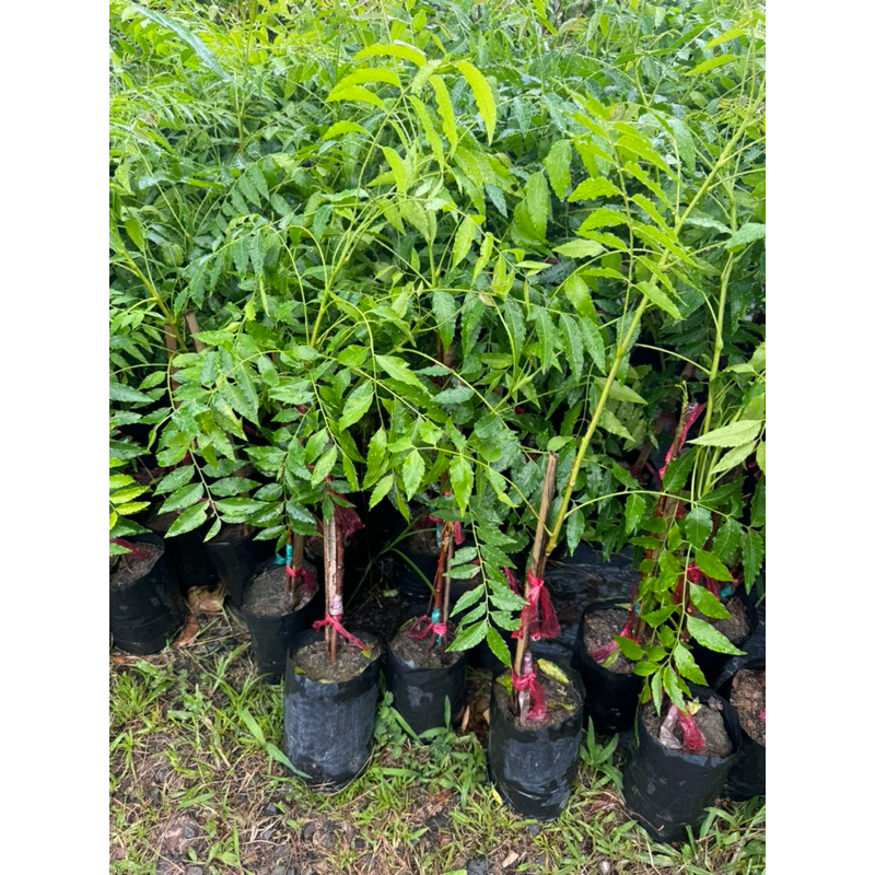 ต้นสะเดามัน ต้นแข็งแรง 🌿 สินค้าเสียหาย แจ้งทางร้านได้เลยจ้า