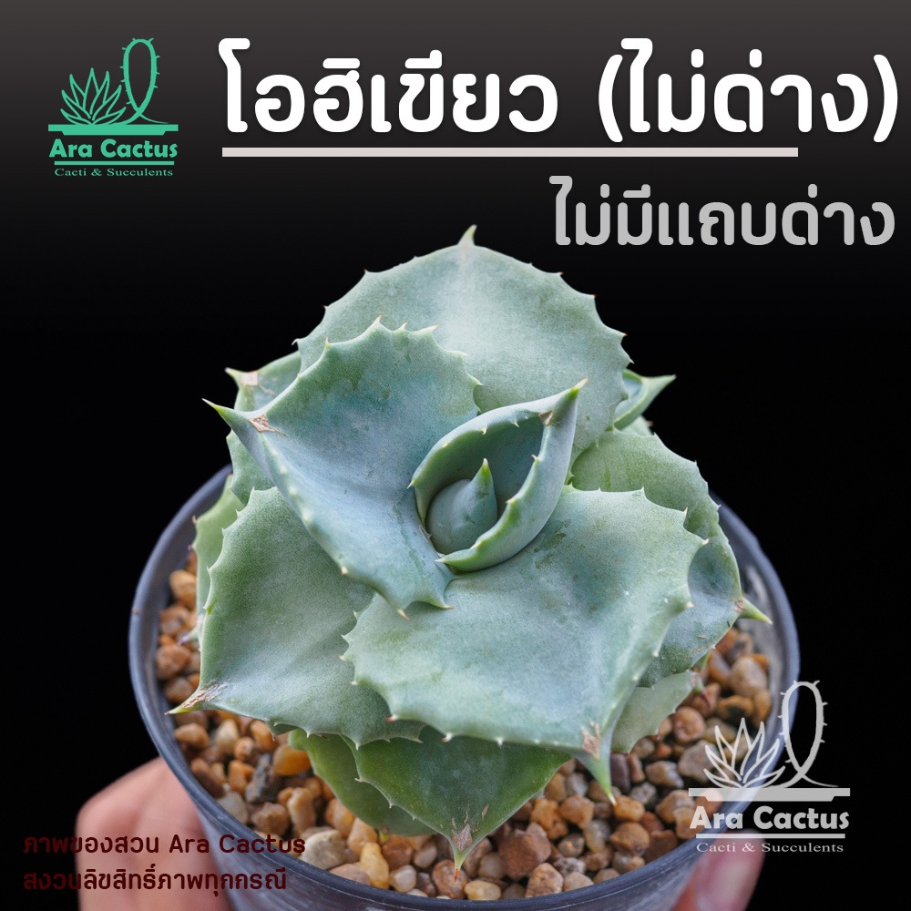 ขายโล๊ะ ต้นใหญ่หมดแล้วหมดเลย! อากาเว่โอฮิเขียว ไม่ด่าง ไซส์กระถาง 3-4 นิ้ว แคคตัส กระบองเพชร ต้นไม้ประดับ Agave ohi