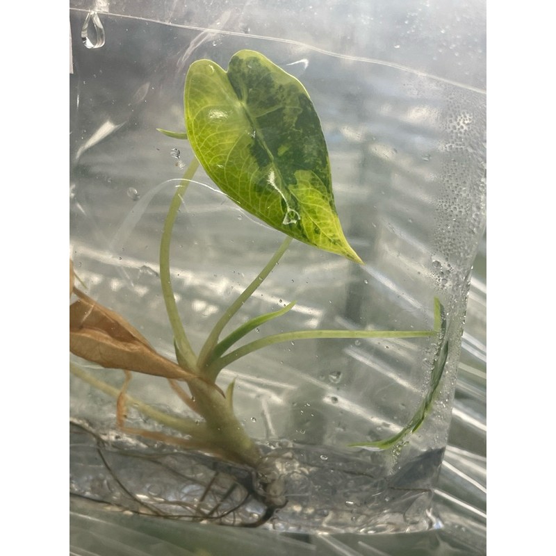 Alocasia Bambino Aurea Var. (แบมบิโนด่างเหลือง)