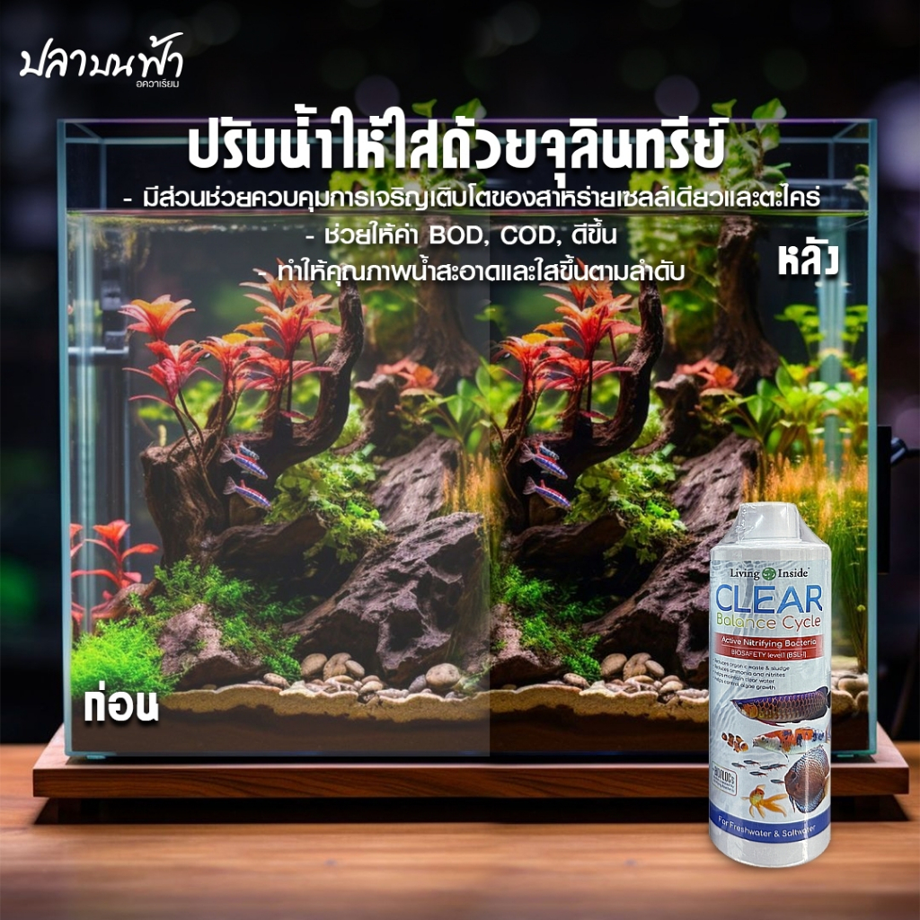 รูปภาพ 4