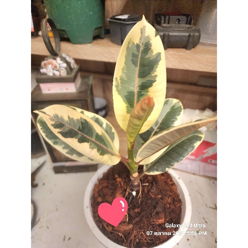 ต้นยางอินเดียด่างสามกษัตริย์#ด่างชมพู#ยางดำ#ไม้ฟอกอากาศ#สูงประมาณ30-40 ซม. - รูปที่ 4