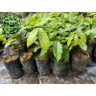 ต้นลำใยคริสตัล ต้นลำใยคริสตัลสีแดง ต้นลำใยคริสตัลสีเขียว ต้นลำใยคริสตัลสีม่วง เสียหายเคลมฟรี