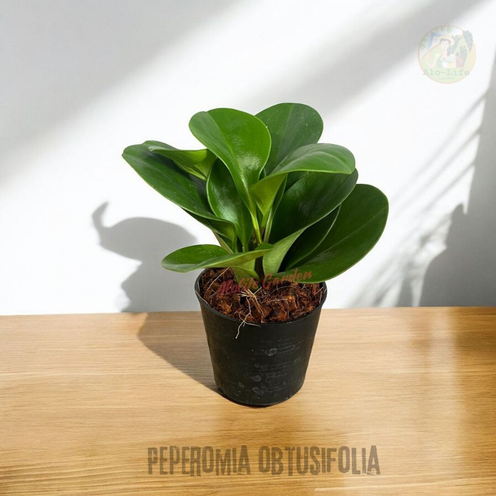 ? เปปเปอร์โรเมียหยก หรือ พลูคอมแพ็ค (Peperomia obtusifolia) กระถาง 3 นิ้ว ?