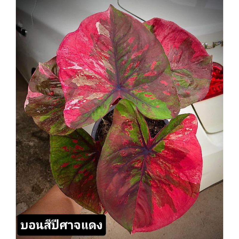 บอนสีปีศาจแดง(บอนสีตัวแรร์)