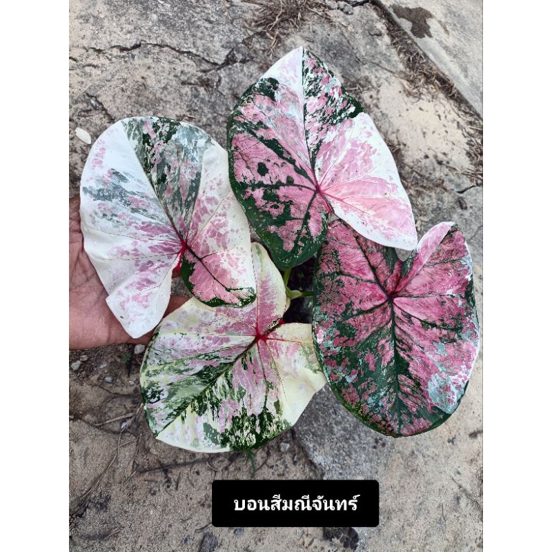 บอนสีมณีจันทร์(บอนสีด่าง)