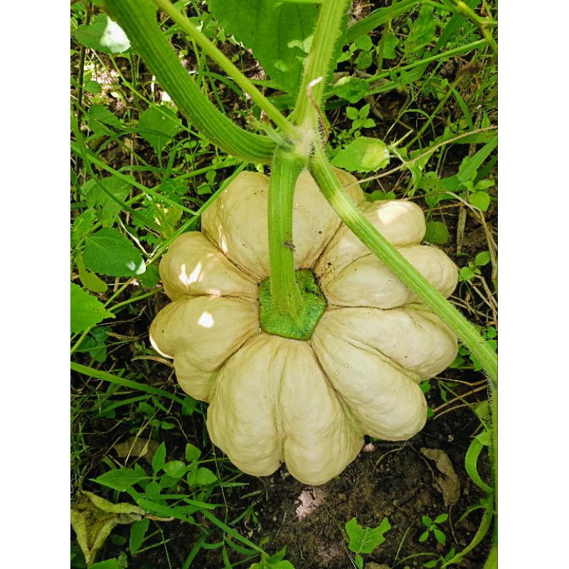เมล็ดพันธุ์ฟักทองไข่มันลืมผัว 15 เมล็ด