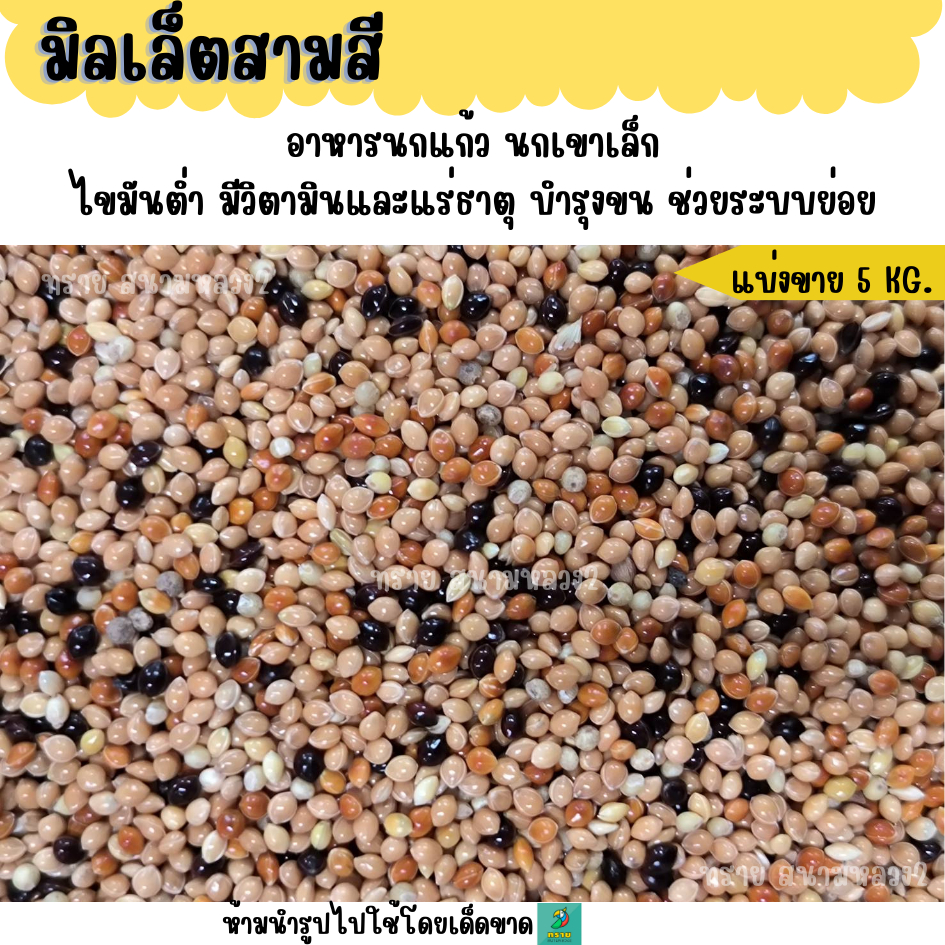 (5 KG./10 KG.) มิลเล็ตสามสี อาหารนกแก้ว นกเขาเล็ก