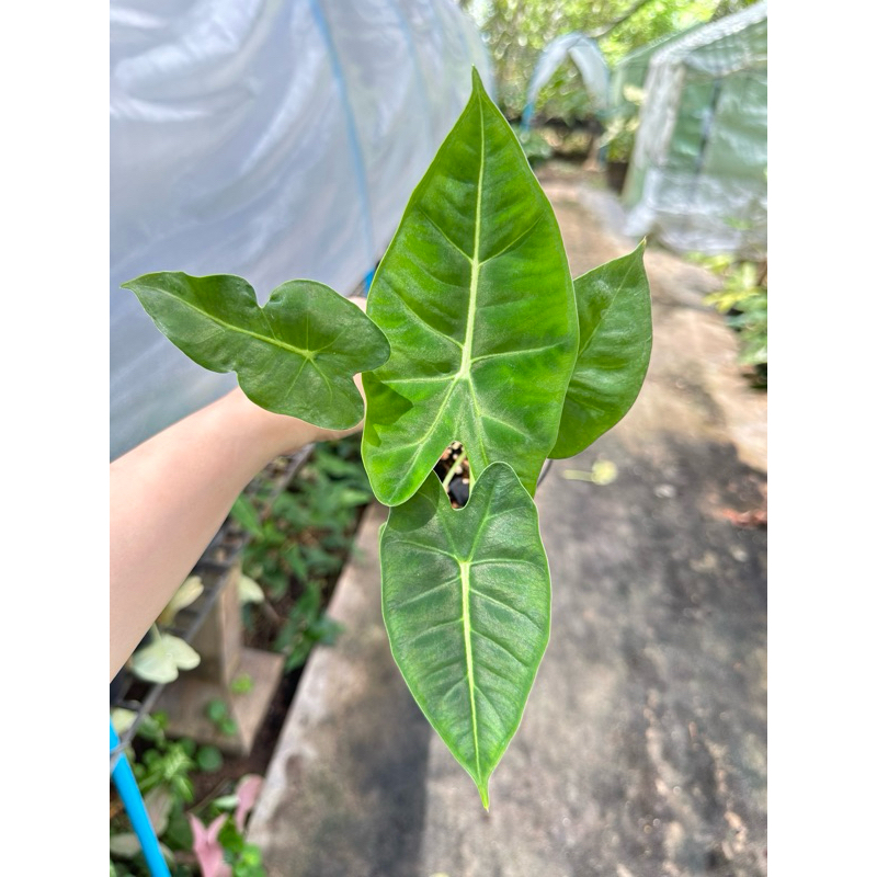 Alocasia frydex เนื้อเยื่อเขียวจากแม่ด่าง ขนาดกระถาง3นิ้ว
