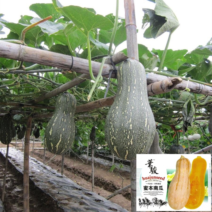 เมล็ดฟักทองฮันนี่  ฟักทองถุงทอง  ฟักทองน้ำผึ้ง  Honey Pumpkin / Taro Pumpkin