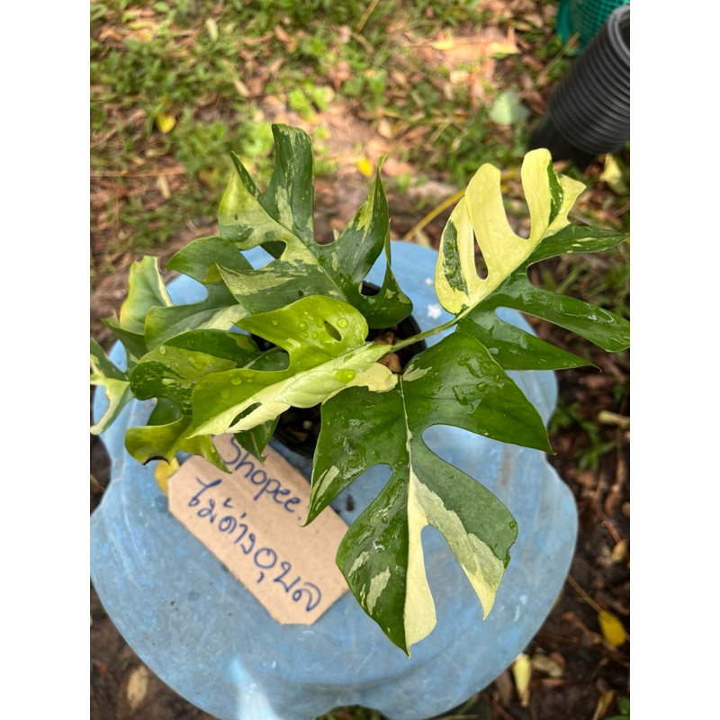 จินนี่ด่างไม้ยอด&ชำข้อ "Rhaphidophora Tetrasperma Var."