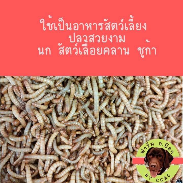 หuอนนกสด หนอนuก (รับประกัน) **อาหารเสริมโปรตีนสัตว์เลี้ยง**
