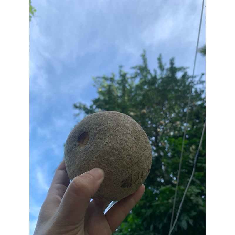 มะขวิดออแกนิคปลูกเองผลไม้โบราณ,มะขวิดลูกละ20บาท,หากินยากช