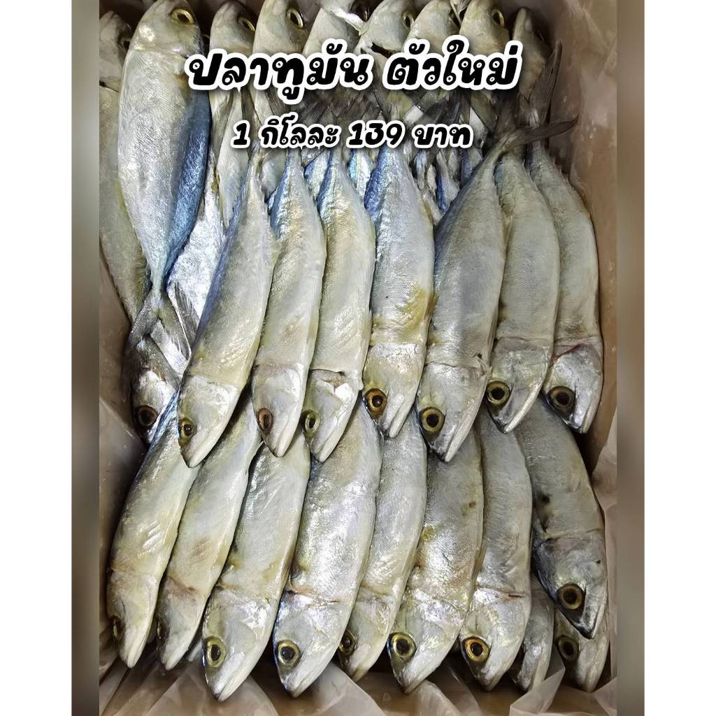 ปลาทูมันเค็ม สดใหม่ เนื้อหวานมันอร่อย ไม่เค็ม ส่งตรงจากมหาชัย น้ำหนัก1กิโลกรัมได้ประมาน11-12 ตัวใส่กล่องโฟม ซีลอย่างดี