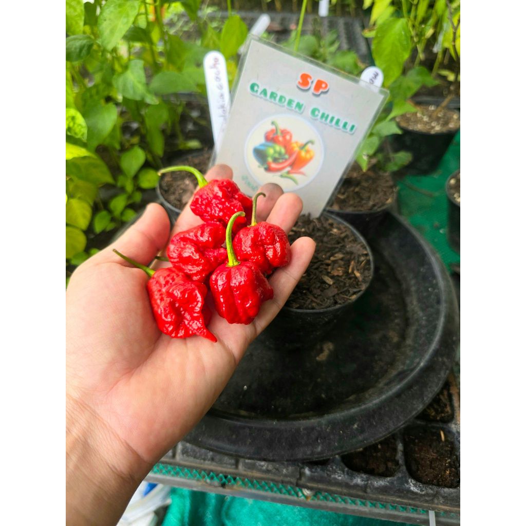 พริกแคโรไลน่ารีพเปอร์(Carolina Reaper)แท้