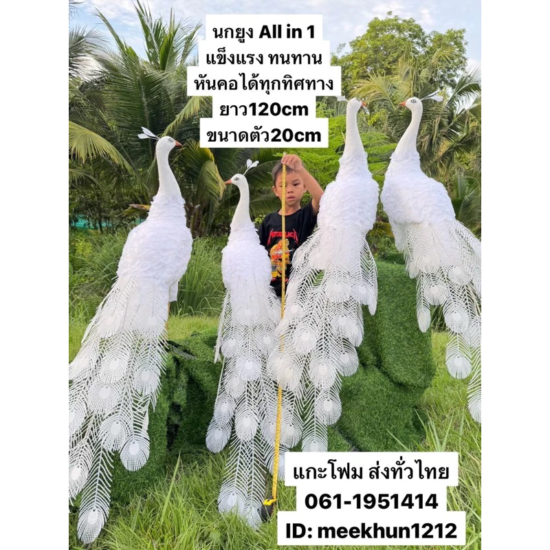 นกยูง #นกยูงโฟม #Peacock