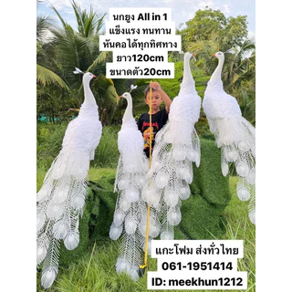 นกยูง #นกยูงโฟม #Peacock