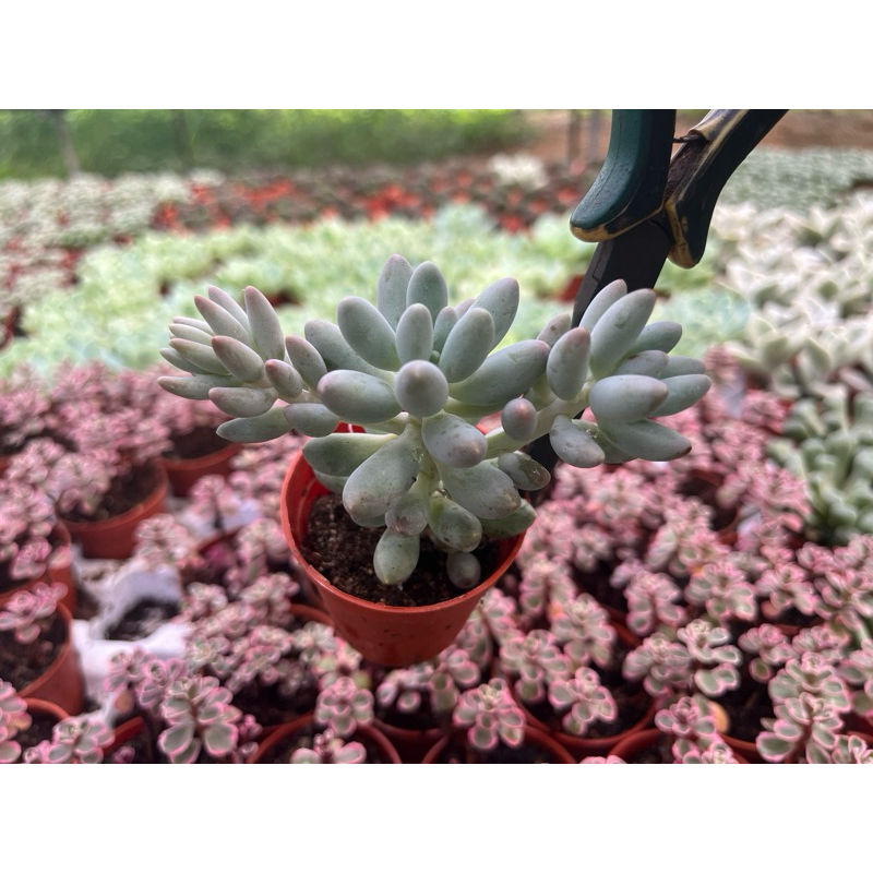 Pachyphytum hookeri “