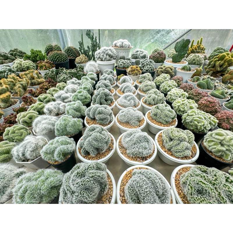 รวมไม้คริสสวยๆ ไม้สะสม ไม้หายาก กระบองเพชร แคคตัส Cristata cactus