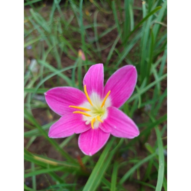 บัวดินสีชมพู  ขวัญ ขวัญ    z.Khwan Khwan